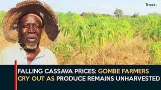 Falling Cassava Prices: Gombe Farmers Cry Out as Produce Remains Unharvested
