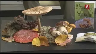 Temporada de Setas
