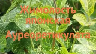 Жимолость японская Ауреоретикулата (lonicera) 🌿 обзор: как сажать, саженцы жимолости Ауреоретикулата