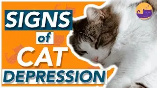 How to Tell If a Cat Has Depression - TOP SIGNS