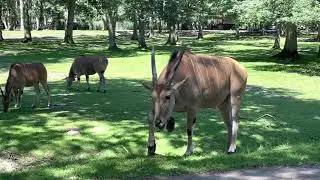 Thoiry zoo part:2 || Amazing safari Thoiry || Natural view safari Thoiry