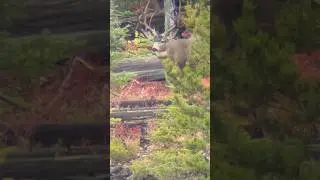 Finding a Mature Mule Deer Buck in the Mountains of British Columbia      #hunting #muledeer #deer