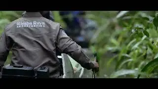 Rimba Raya Teaser 2022