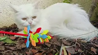 🌿🤩 Chill Garden Vibes with Manu's Kitten | Relaxing Cat Moments | Cute & Calm.real cats video.❤️🥰