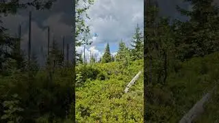 Discover The Serene Beauty Of Forest Poland In This Peaceful Video.