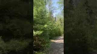 📍Bangor City Forest, Maine