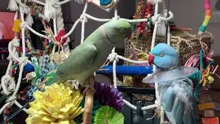 Indian Ringneck Brothers - just chatting away