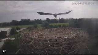 Raszko jeszcze na gnieździe / 29.08.25 / Bocian biały Raszków PL 