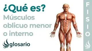 Músculo OBLICUO MENOR | Qué es, origen, inserción, inervación y función