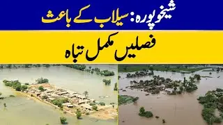 Sheikhupura: Crops Destroyed Due To Floods | Dawn News