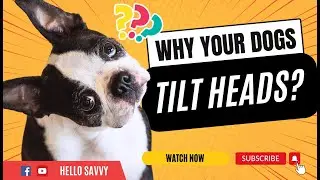Why Do Dogs Tilt Their Heads? The Adorable Truth Revealed!