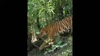 🐯 mgaha jungle br