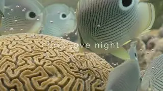 SECORE's DIVE IN &mdash; Coral Love Night