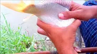 Karfu Fish Caught.Big Fish Hunting.Best Fishing Viedo Pat-19/Tauhidul islam1998