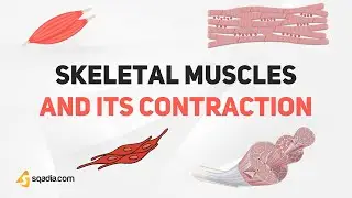 Skeletal Muscle and its Contraction | Introduction | Physiology