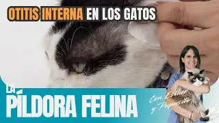 506  Otitis INTERNA en los gatos