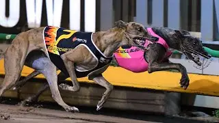 2019 Racecallers Speed Star M4 | Ella Enchanted v She Will Bloom