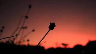 (background video) pemandangan langit senja