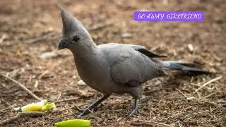 NACHOO'S REVENGE - GO AWAY, GIRLFRIEND