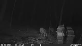 Odd deer:raccoon behavior