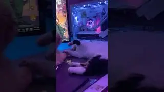 #computer #cat #gaming #pcgamer #gamer #cats #catlovers #shortsyoutube #pc