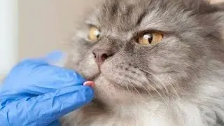 How to Give Your Cat Medication