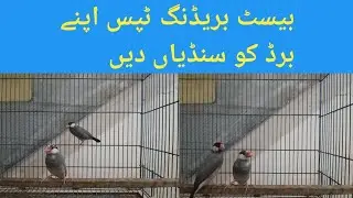 best breeding tips | apnay birds ko sundiyan dain | best source of protein | birds ki breed k Liye🐦