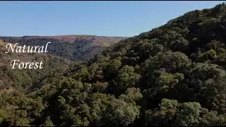 Natural Forest - 