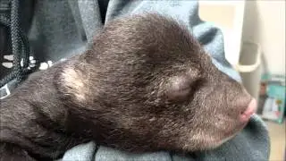 Contented Cub Noises