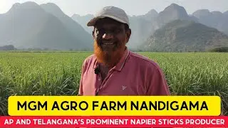 AP TELANGANA'S PROMINENT NAPIER STICKS AND FODDER SEEDS PROVIDER MGM AGRO FARM NANDIGAMA 9849946202