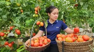 Harvesting & Processing Millions of Tons of Tomatoes | Modern Farming Technology