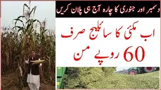 Best maize seed in Pakistan مکئی کی نو سو من فی ایکڑ پیداوار