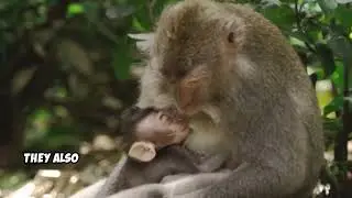 Monkeying Around with Harlow's Rhesus Monkeys!