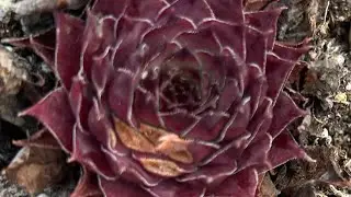 My pitiful looking winter hardy succulents- sempervivums or hens and chicks. 