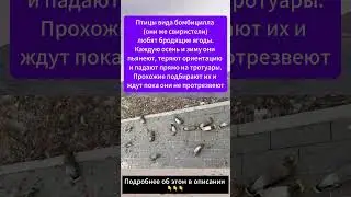 Эти птицы напиваются каждый сезон 🍷🕊