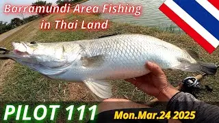 PILOT 111 Mar.24 2025 / Barramundi Area Fishing in Thai Land