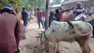 Sohrai  full  video santali songs