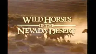 Wild Horses of the Nevada Desert