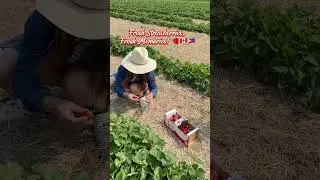 Pinoy Family Strawberry Picking in Canada! 🍓🇨🇦 #pinoy#canadadiaries#farm #fruitpicking &bull;