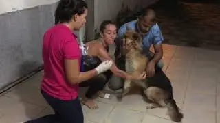 Manipulando o cão na hora do exame de sangue!