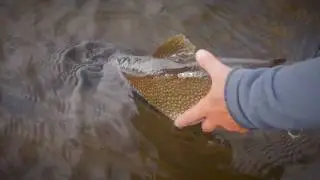 Brook Trout On Top | Rapid Lake Lodge