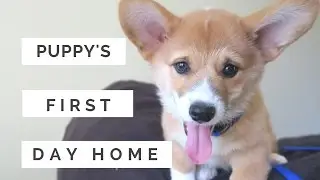 Puppy's 1st Day Home | Vet Check Up!