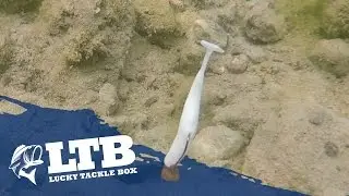 How to Rig A Stand-Up Jig Head