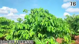 Mặt đường b&ecirc; t&ocirc;ng 140m diện t&iacute;ch 1,6ha cape gi&aacute; 1,4 tỷ, sổ đầy đủ đất thuộc huyện đăk đoa Gia Lai