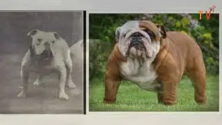 Come sono cambiate le razze canine negli ultimi 100 anni? Scopriamolo!