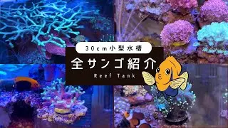 【2026年1発目！】30cm小型水槽の全サンゴ紹介