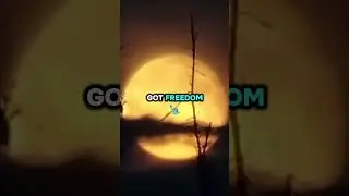 I AM WILLIAM WALLACE - FREEDOM is EDM