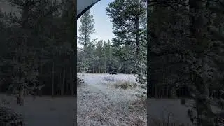 Moose in camp #bigmoose #hunting #archeryhunting #moose #bullmoose
