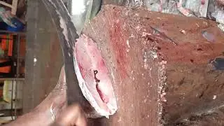 watch a video accurate fish cutting katla fish | fish cutting #fishcutting #fish #fishkatla