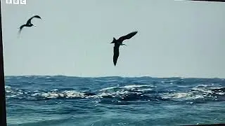 FLYING FISH TRYING TO SURVIVE BBC EARTH DOCUMENTARY #wildlife #nature #oceans #hunting #birds #wild